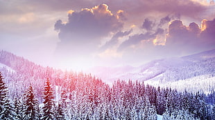 snowy mountain trees, winter, snow, mountains HD wallpaper