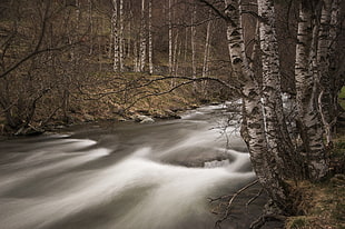 river and forest photo