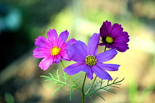 tilt shift lens photography of purple flowers
