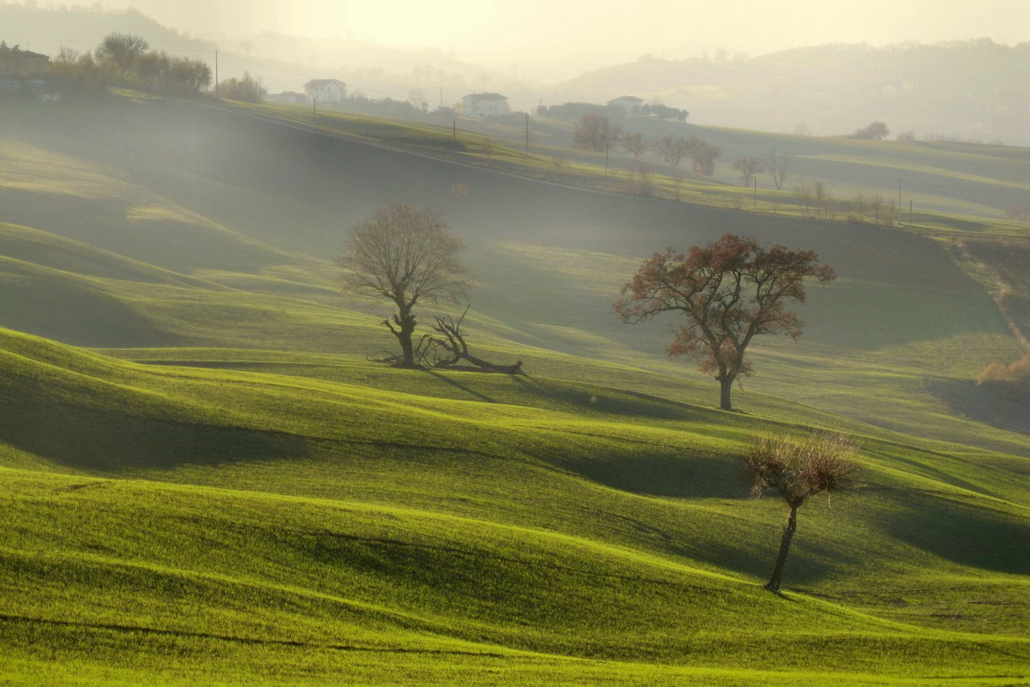 green grass field, le marche