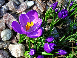 purple petaled flowers on rocks