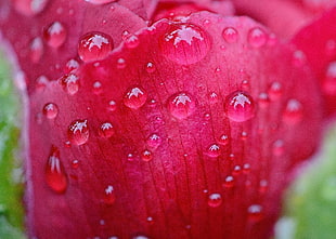 closeup photo of red Rose flower at water drops