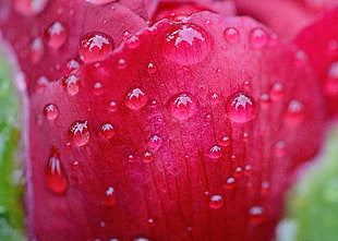 closeup photo of red Rose flower at water drops HD wallpaper