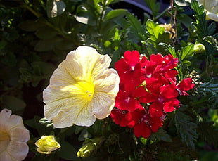yellow and red flowers