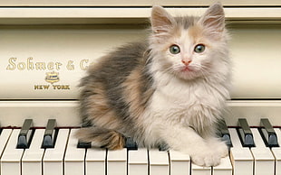 white and black kitten on white piano