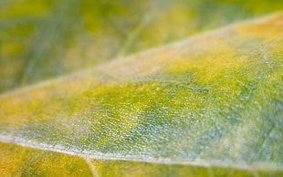 close up photograph green and yellow leaf