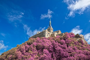 brown concrete building near purple petaled flowers, mont saint-michel