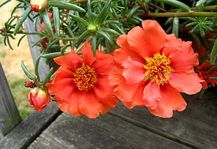 close view two red multipetal flowers