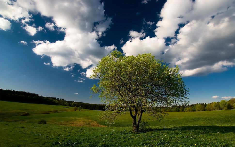 green leaf tree in field during daytime HD wallpaper