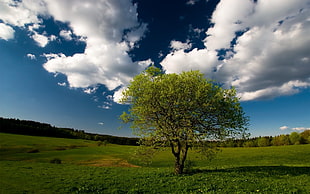 green leaf tree in field during daytime