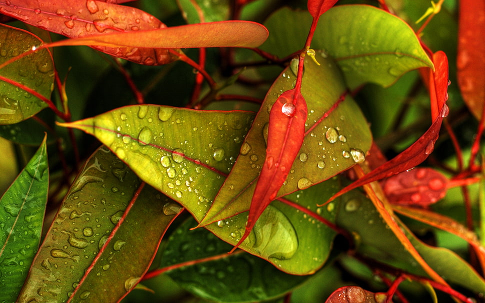 close-up photo of morning dew on the green and red leaf plants HD wallpaper