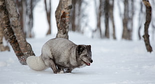 gray fox on snow