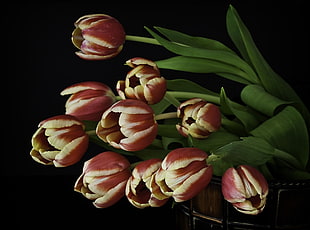 photo of beige-and-red tulips with leaves