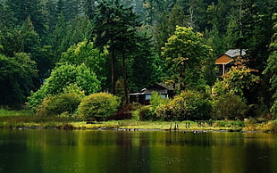 brown cabin near river