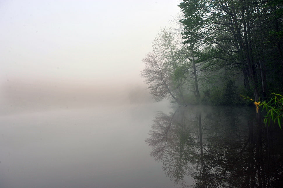 green leaf plants near the lake HD wallpaper