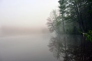 green leaf plants near the lake