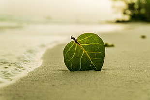 green leaf on brown sand during daytime