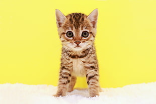brown tabby kitten