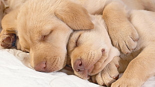 two brown puppies