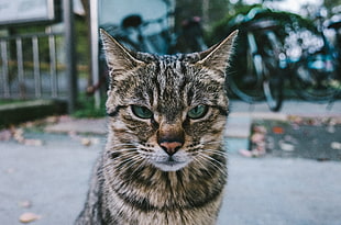 short-fur black and brown cat