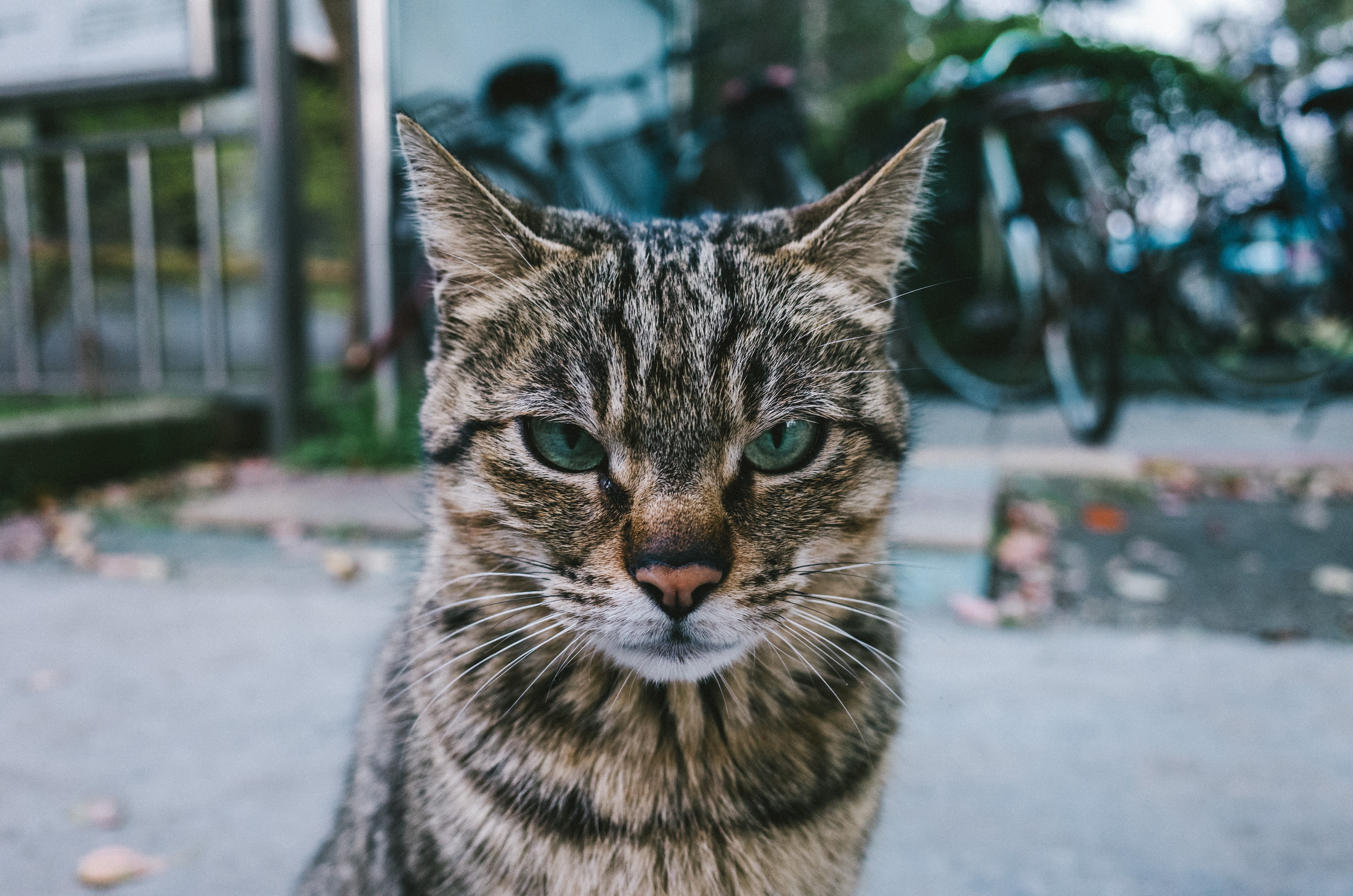 short-fur black and brown cat