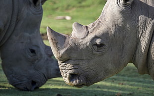 two Rhinoceros wildlife photography HD wallpaper