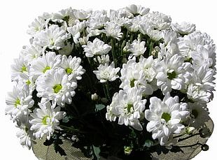 clustered white petaled flowers