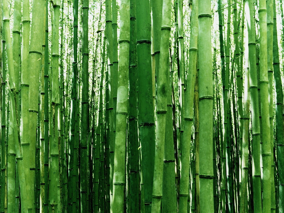 bamboo grass, bamboo HD wallpaper