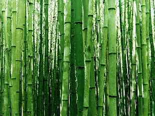 bamboo grass, bamboo HD wallpaper