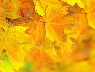 yellow naple leaves