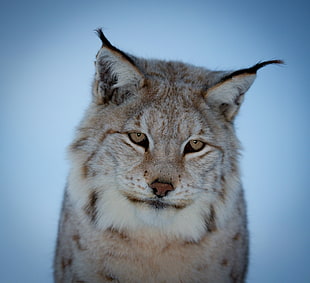 Lynx cat in tilt shift lens photography