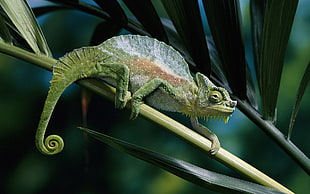 green chameleon HD wallpaper