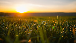 green grass field during day light