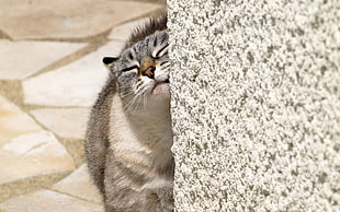 photo of gray Tabby cat