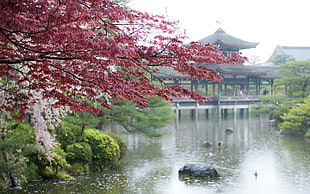 brown wooden pagoda, cherry blossom, river, park, Japan HD wallpaper