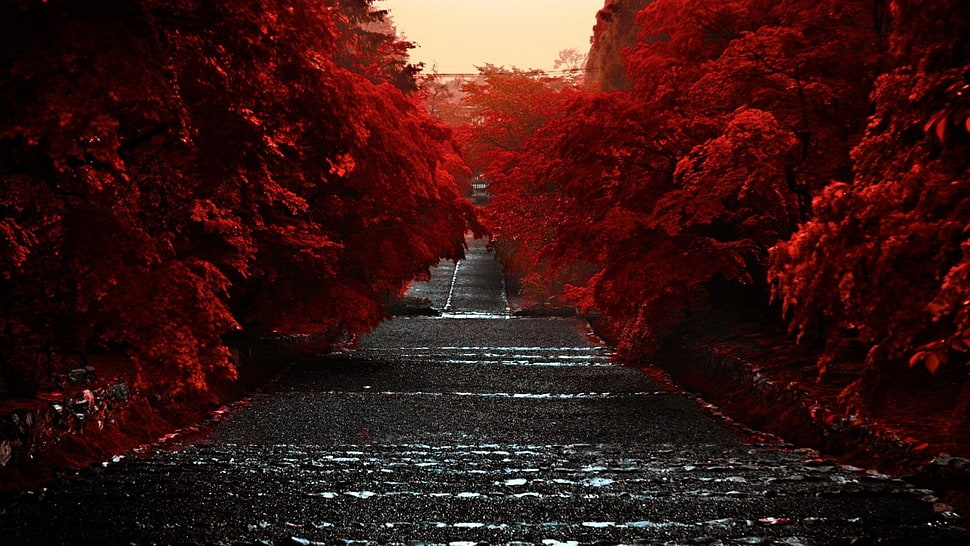 red leafed trees in the middle of road photography HD wallpaper