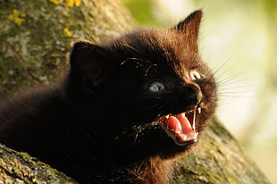 macroshot of black kitten HD wallpaper