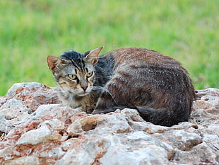 selective focus photography of silver tabby cat on beige stone