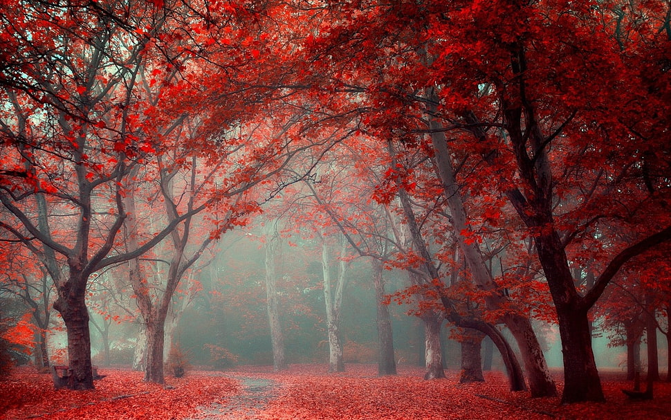 pathway between red leafed trees HD wallpaper