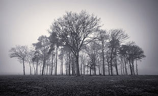 grayscale photo of bare tree, trees, mist, monochrome, nature
