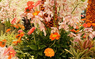 photo of orange and pink petaled flowers
