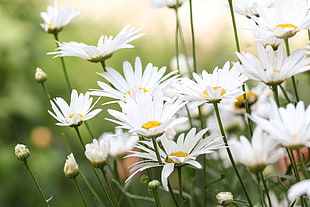 shallow focus photography of white daisy HD wallpaper