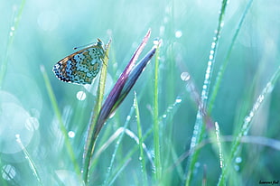 close up focus photo of an orange and white butterfly on green plant HD wallpaper