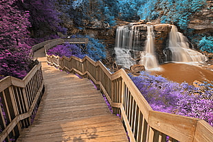 brown wooden stairs surrounded by purple and blue petal flower plant near water falls, blackwater falls, inca