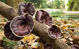 brown mushrooms, nature, mushroom, tree trunk, fall HD wallpaper