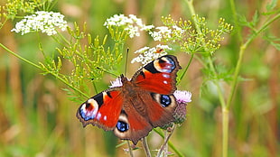 macro shot of butterfly on white flower