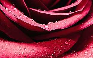 macro photography of red rose with water dew