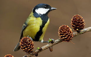 yellow tit bird, birds, titmouse, cones, pine cones HD wallpaper