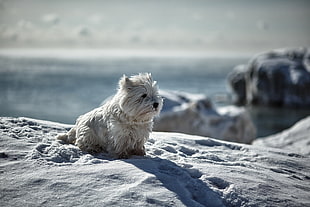 white Yorkshire Terrier standing on gray sand