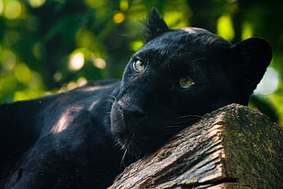 Panther,  Timber,  Lying,  Predator HD wallpaper